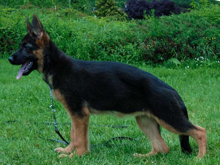 Nila Ultra Star | German Shepherd Dog 