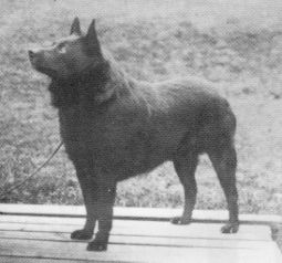 Flick O' The North | Schipperke 