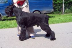 Zhensan Frederik | Giant Schnauzer 