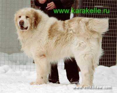 Akbay Gorohov | Central Asian Shepherd Dog 