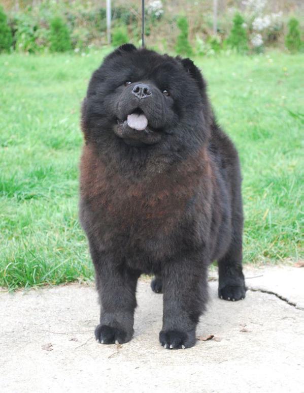 Shen Te Chows Hot Suny Day's | Chow Chow 