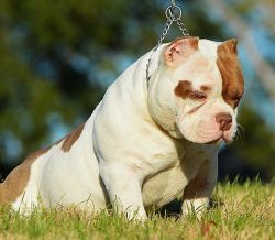U S B JACK NICKELS | American Pit Bull Terrier 