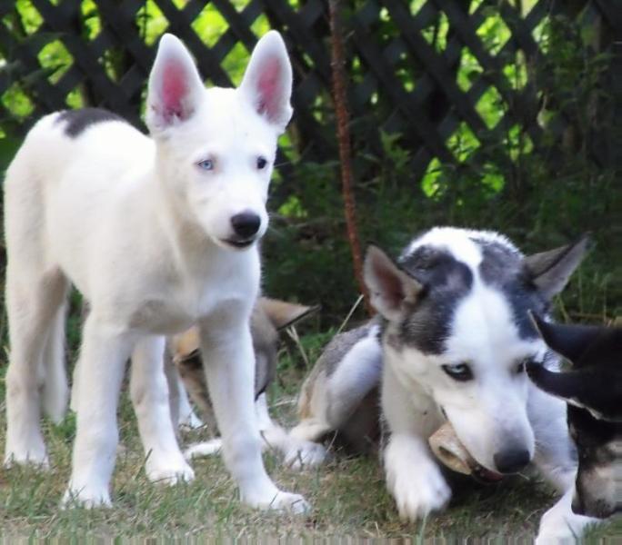 Inka | Siberian Husky 