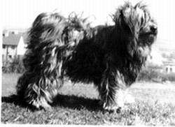 TROJAN KYNOS (FPU) | Tibetan Terrier 