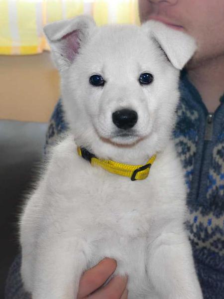 Duga Lord of North | White Swiss Shepherd Dog 