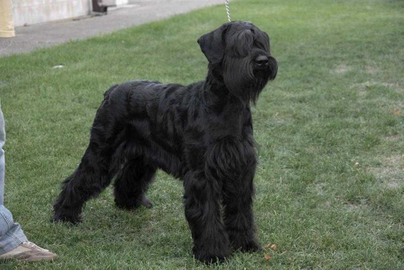 TINA | Giant Schnauzer 