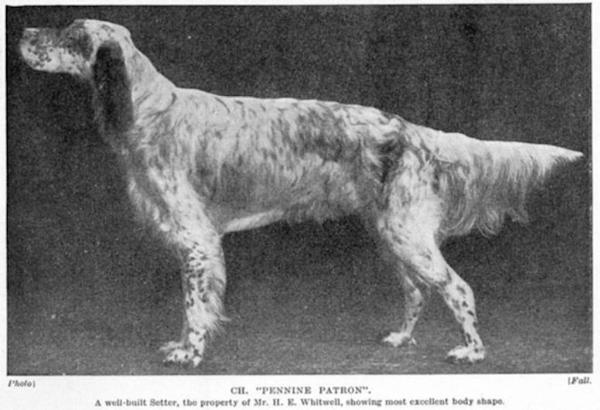 Pennine Patron | English Setter 