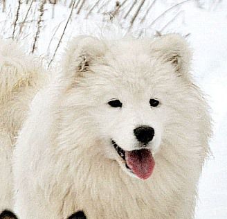 Iskluchitelno Zavidnaya Nahodka s Hutora Dykanki | Samoyed 