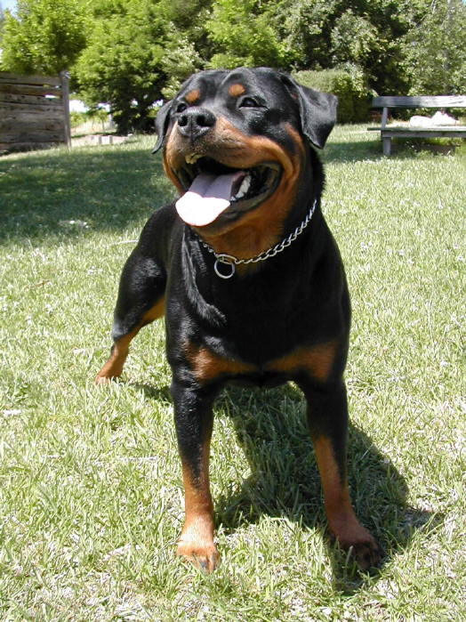 CHANEL VAN LEBARTEAU | Rottweiler 