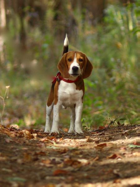 Tucker Bottom's J.D. Boss Hogg | Beagle 