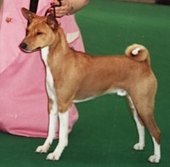 Faraoland Nile Wild Burundi | Basenji 