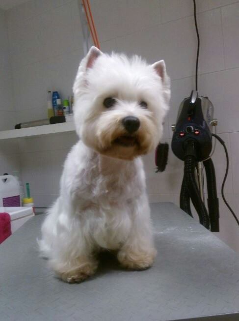 canica de Amoonlit | West Highland White Terrier 