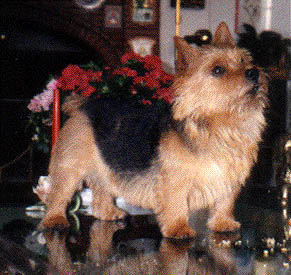 Skjoldungen duke of wellington | Norwich Terrier 