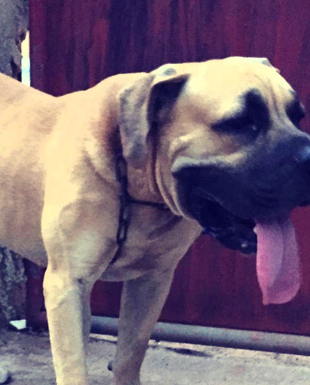 IGLOO NICKLAUS HAUS OF REAGAN | African Boerboel 