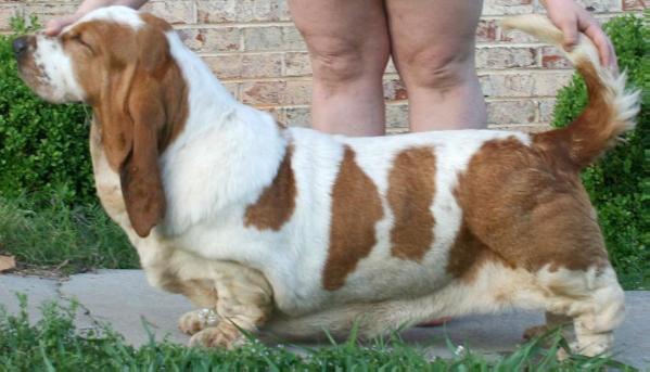 Olympic Gold The Voice of Forest | Basset Hound 