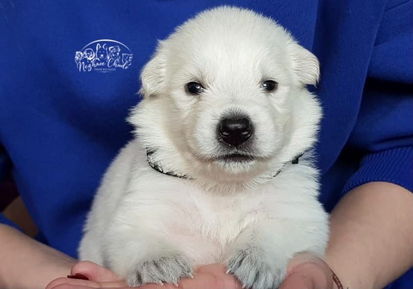 Nezhnoe Chudo Ot Big Hauz Teddy Boom | White Swiss Shepherd Dog 