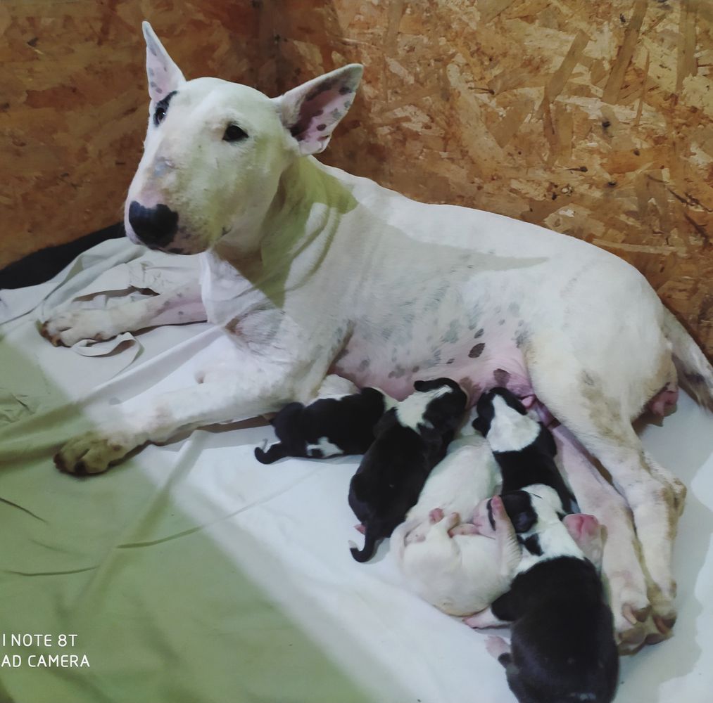 Lil'kim | Bull Terrier 