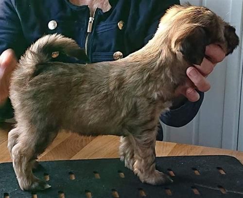 KHAMBAS RIG-PA UG-PA | Tibetan Terrier 