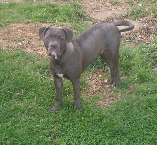 Callate La Boca A.K.A. My Guy Ki | American Pit Bull Terrier 