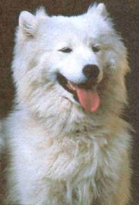 Silver Shayna's Aljuschin | Samoyed 