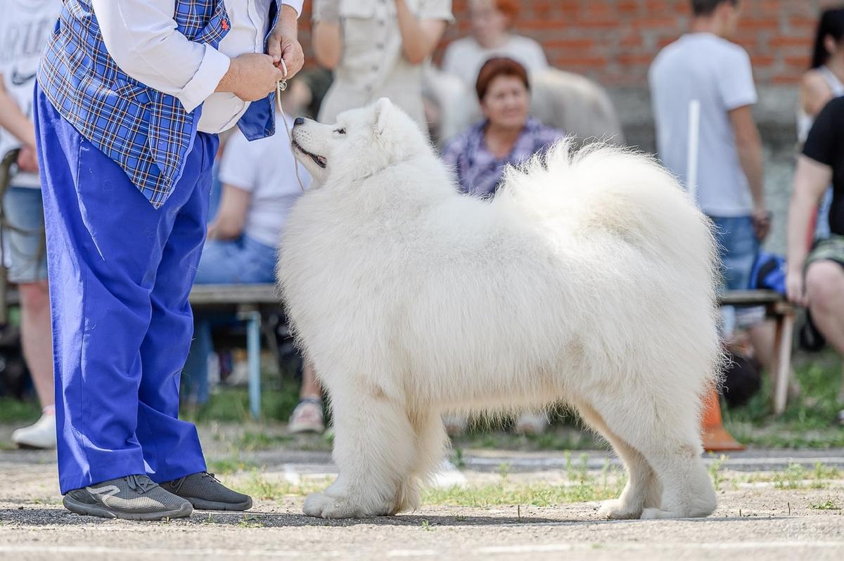 My Majesty Language of Success | Samoyed 