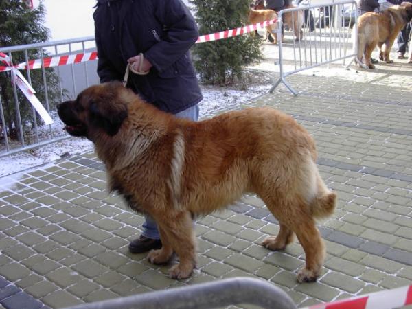 Bruno Semeramida | Leonberger 