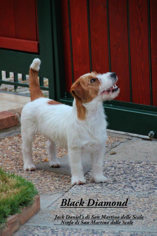 Black Diamond | Jack Russell Terrier 