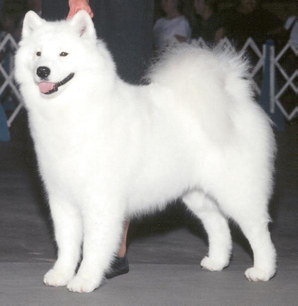 Sterling's Artistic Blend | Samoyed 