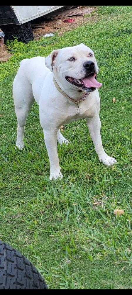 Honey of mmk's | American Bulldog 