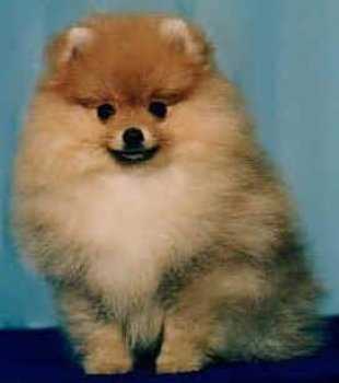 Bavanew's Scarlett Rose | German Spitz 