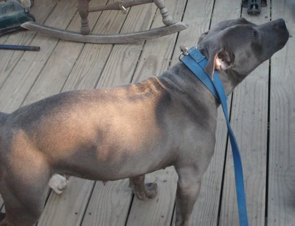 Bush's Blue Ice | American Pit Bull Terrier 