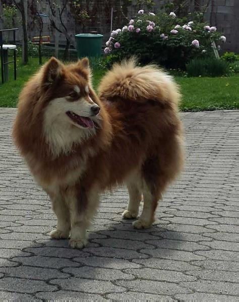 J'adore Coco Chanel du Pays de l'Aurore Boréale | Finnish Lapphund 