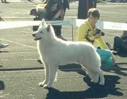 Dynamite of Ice Gem | White Swiss Shepherd Dog 