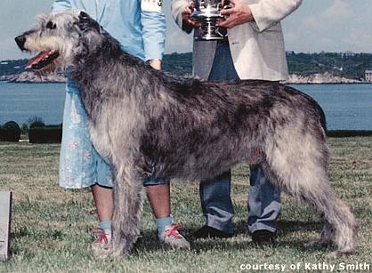 Hickory Knoll's Ronan | Irish Wolfhound 