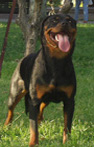 Arwen Von Mordor | Rottweiler 