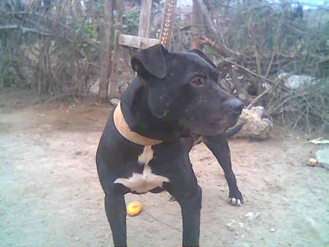 Mb Little Revo | American Pit Bull Terrier 