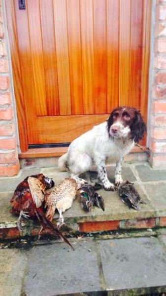 Pitrah Dirty Ashley | English Springer Spaniel 