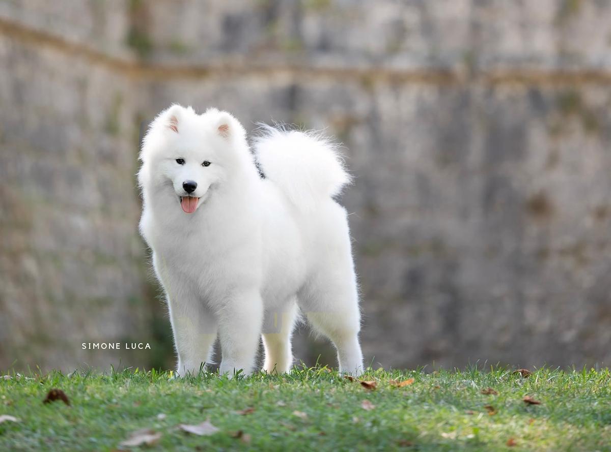 Sugar Girl van 't Huis te Woude | Samoyed 