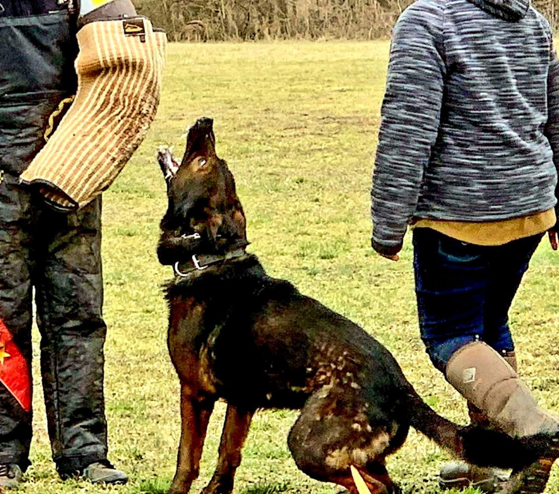 Ariah Rimabigr Von Diehlomov | German Shepherd Dog 