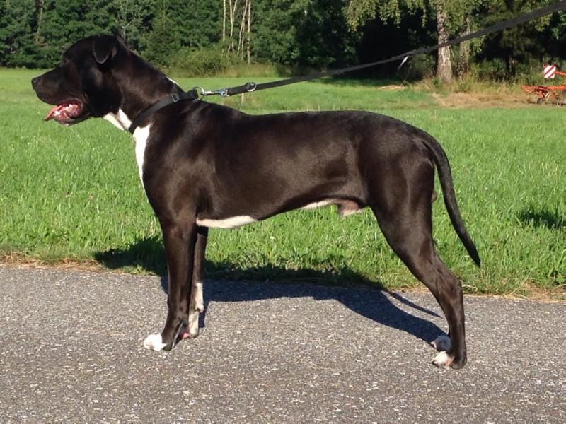 Power Brother´s Humphrey | American Staffordshire Terrier 