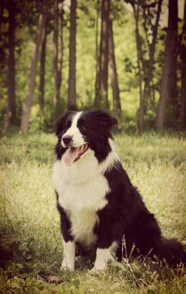 MR JHONY DE LAS PRADERAS | Border Collie 