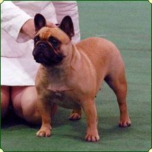 A'Vigdors Bentley | French Bulldog 