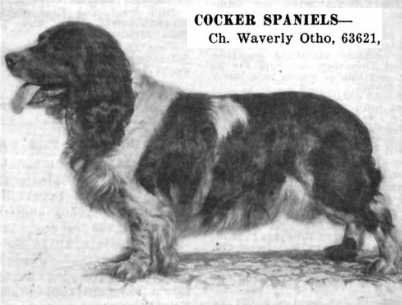 Waverly Otho (063621) | American Cocker Spaniel 