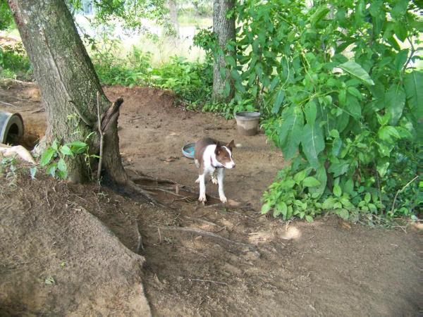 Snow Hill May | Border Collie 