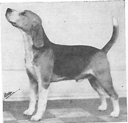 Bishop's Minor | Beagle 