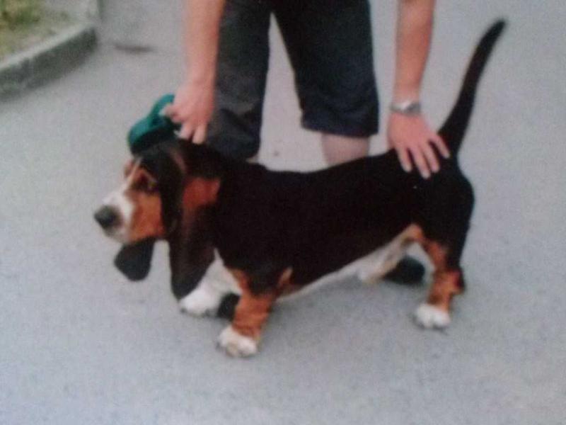 TAMERLAN EMIR | Basset Hound 