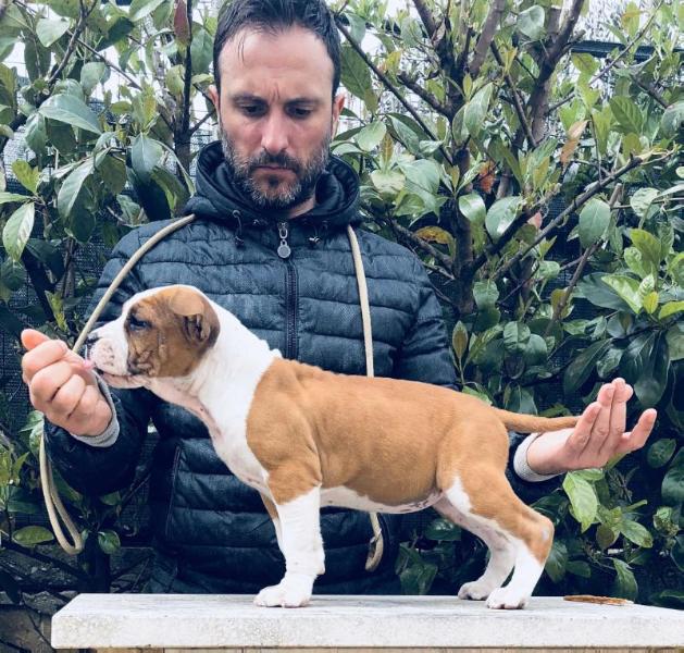 GALLO'S "AD" SONIADOR | American Staffordshire Terrier 