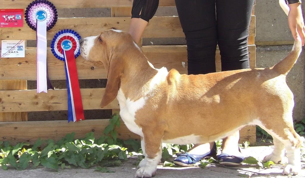 Miss dior du haras de la vergne | Basset Hound 