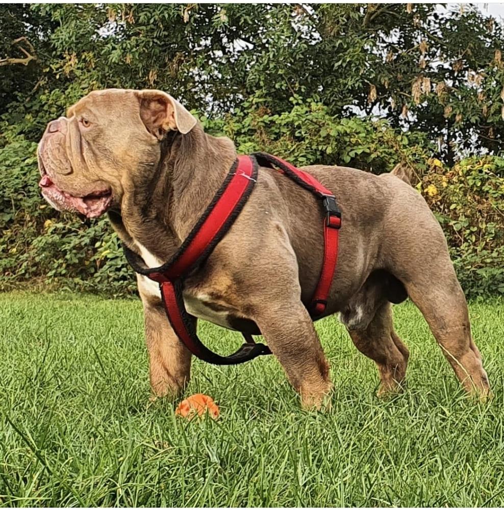 Hercules Ablaze @ CTB | Olde English Bulldogge 