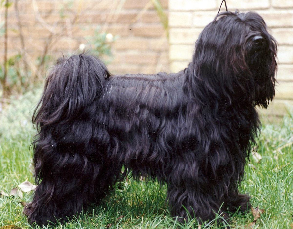 TARAGIRI LUMPO | Tibetan Terrier 